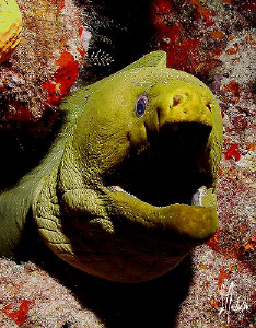This image of a Green Moray was taken duri ng a dive a Pa... by Steven Anderson 